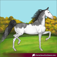 Horse Color:Blue Roan Splash