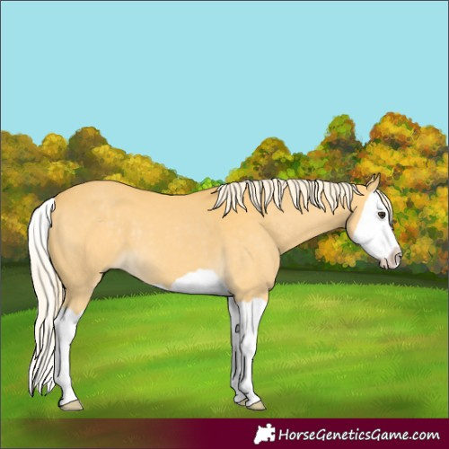 Horse Color:Palomino Splash