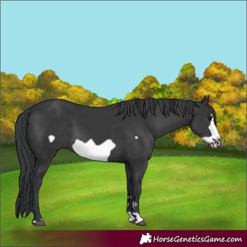 Horse Color:Black Frame
