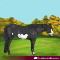 Horse Color:Black Frame 