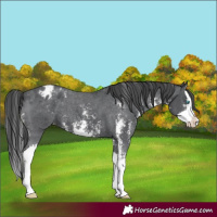 Horse Color:Black Sabino Splash Appaloosa
