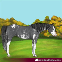 Horse Color:Black Sabino Splash Blanket
