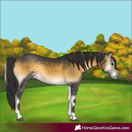 Horse Color:Buckskin Onyx Rabicano
