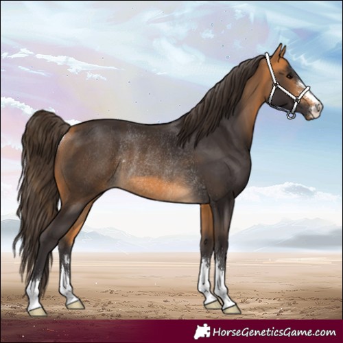 Horse Color:Buckskin Rabicano 
