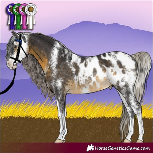 Horse Color:Silver Buckskin Sabino Appaloosa Rabicano 