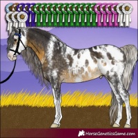 Horse Color:Silver Buckskin Sabino Blanket Rabicano