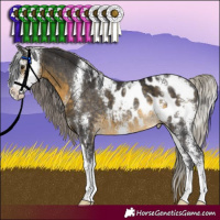 Horse Color:Silver Buckskin Sabino Appaloosa Rabicano