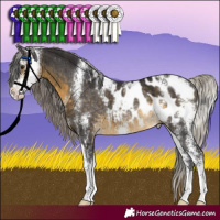 Horse Color:Silver Buckskin Sabino Appaloosa Rabicano 