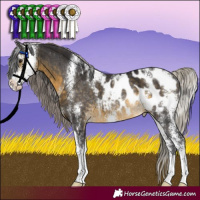 Horse Color:Silver Buckskin Sabino Appaloosa Rabicano 