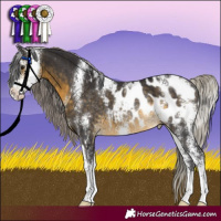 Horse Color:Silver Buckskin Sabino Appaloosa Rabicano