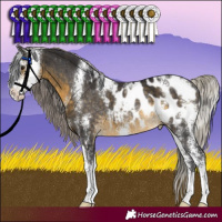 Horse Color:Silver Buckskin Sabino Appaloosa Rabicano