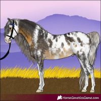 Horse Color:Silver Buckskin Sabino Appaloosa Rabicano 