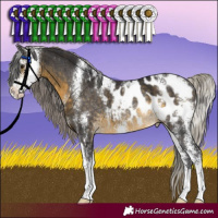 Horse Color:Silver Buckskin Sabino Appaloosa Rabicano 