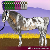 Horse Color:Silver Buckskin Sabino Appaloosa Rabicano 