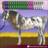 Horse Color:Silver Buckskin Sabino Blanket Rabicano