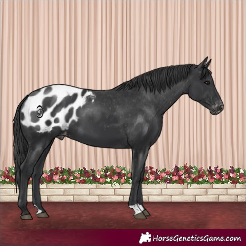 Horse Color:Black Blanket 