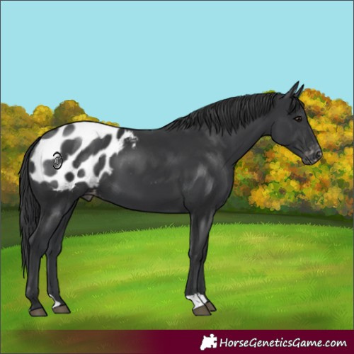 Horse Color:Black Appaloosa 