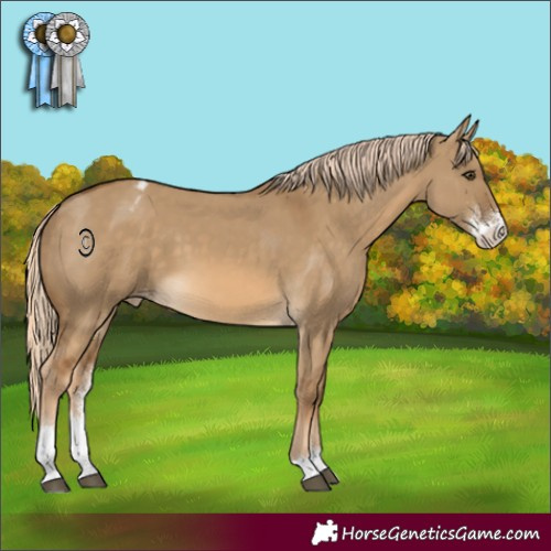 Horse Color:Chocolate Palomino Dun Sabino Appaloosa 