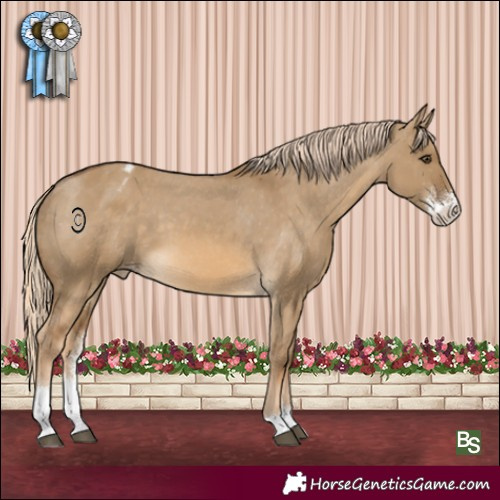 Horse Color:Chocolate Palomino Dun Sabino Appaloosa 