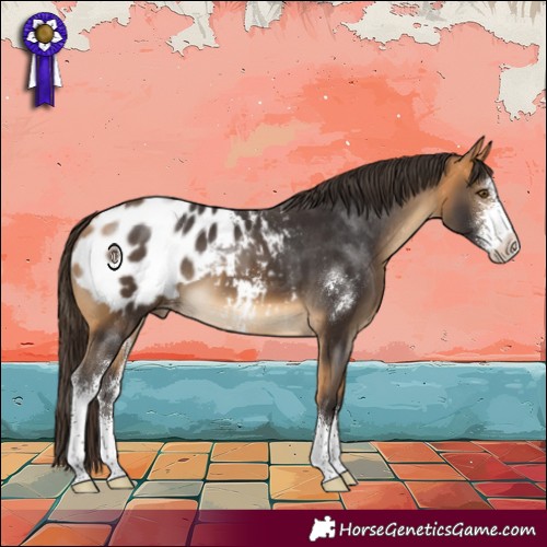Horse Color:Buckskin Sabino Appaloosa