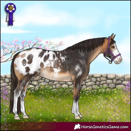 Horse Color:Buckskin Sabino Appaloosa 