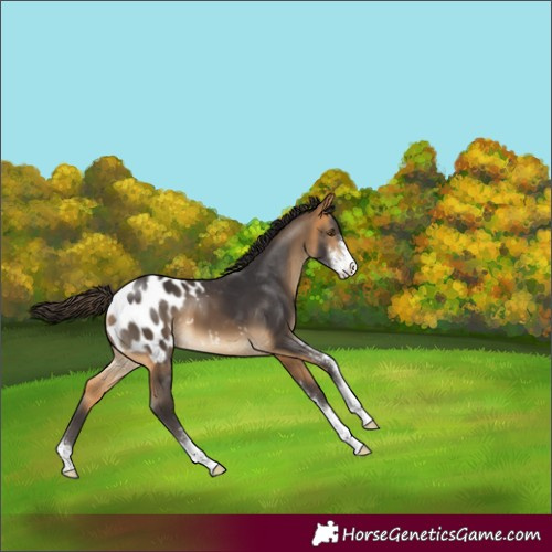 Horse Color:Buckskin Sabino Appaloosa 