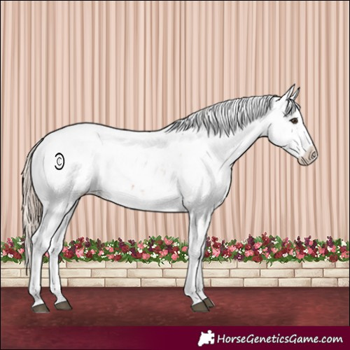 Horse Color:Chestnut Sabino Appaloosa 