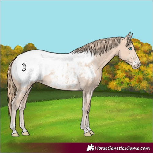 Horse Color:Perlino Sabino Appaloosa 