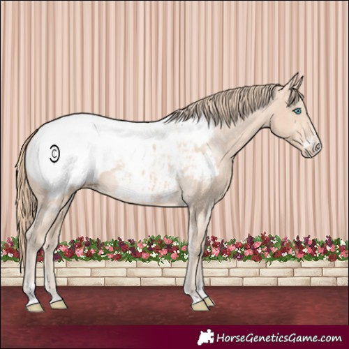 Horse Color:Perlino Sabino Appaloosa 