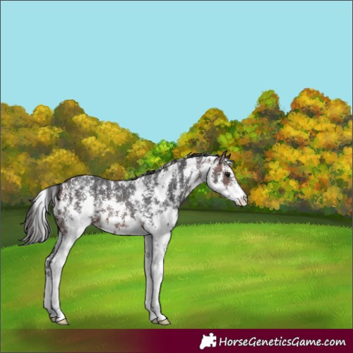 Horse Color:Brown Sabino 