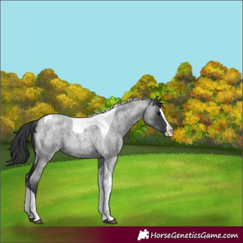 Horse Color:Blue Roan Splash Tobiano