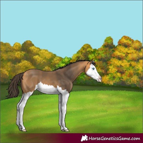 Horse Color:Buckskin Splash 