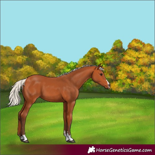 Horse Color:Silver Bay 