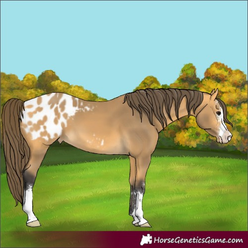 Horse Color:Buckskin Appaloosa 