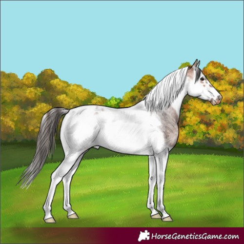 Horse Color:Bay Roan Splash Tobiano Frame Appaloosa 