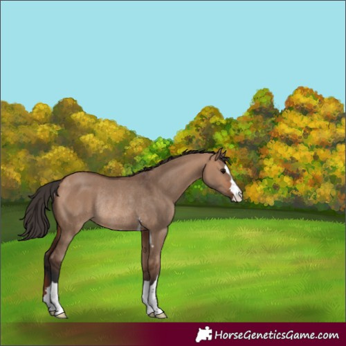 Horse Color:Bay Dun Rabicano 