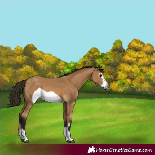 Horse Color:Gray Buckskin Frame 