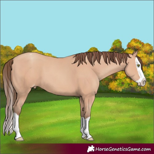 Horse Color:Amber Champagne Splash Appaloosa