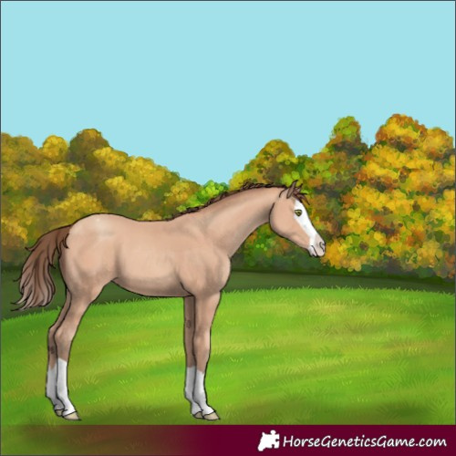 Horse Color:Amber Champagne Splash Appaloosa 