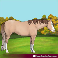 Horse Color:Amber Champagne Splash Appaloosa