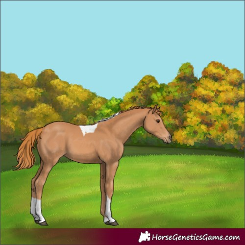 Horse Color:Chestnut Tobiano Rabicano 