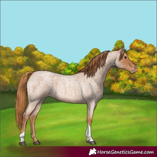 Horse Color:Red Roan Tobiano Snowflake Varnish