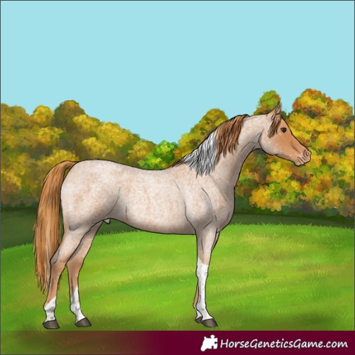 Horse Color:Red Roan Tobiano Snowflake Varnish