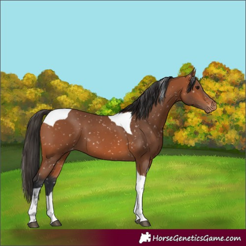 Horse Color:Bay Tobiano Snowflake Varnish