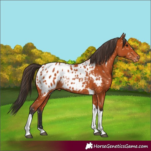 Horse Color:Bay Tobiano Appaloosa 