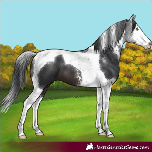 Horse Color:Brown Sabino Splash Tobiano 