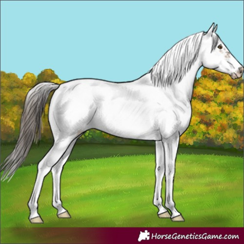 Horse Color:Buckskin Sabino Frame