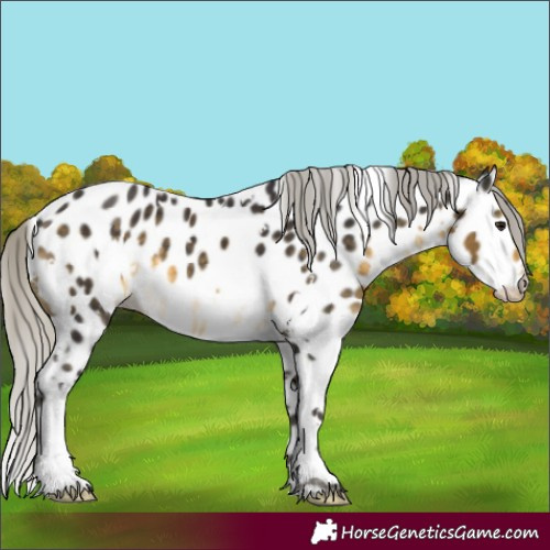 Horse Color:White Spotted Silver Buckskin Appaloosa 
