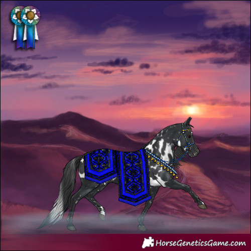 Horse Color:Black Skewed Appaloosa
