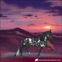 Horse Color:Black Skewed Appaloosa 
